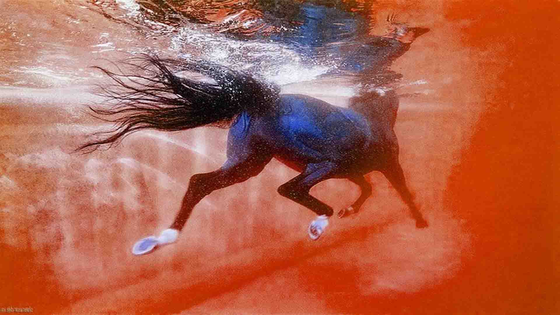 horse pool equine pool